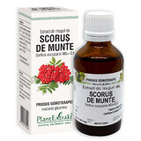 Estratto di gemme di scorus, 50 ml, estratto vegetale