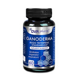 Ganoderma Reishi Triterpense Standardized, 60 gélules, DVR Pharm