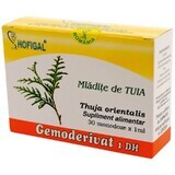 Bourgeons de Tuia, Gemoderivat, 30 doses uniques, Hofigal