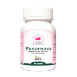 Punarnava, tonique des voies urinaires, 60 capsules, Ayurvedic Herb