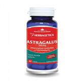 Astragalus 500 mg, 60 capsule, Herbagetica