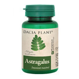 Astragalus, 60 Tabletten, Dacia Plant