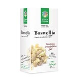 Boswellia, 60 gélules, Divine Star
