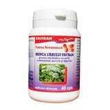 Brânca ursului, 40 capsule, Favisan