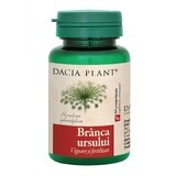 Bear Branca, 60 comprimés, Dacia Plant