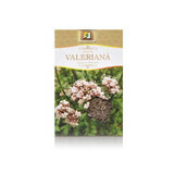 Tè alla valeriana, 50 g, Stef Mar Valcea