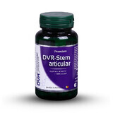 DVR-Stamm-Gelenk, 60 Kapseln, Dvr Pharm