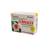 Echinacea, 40 gélules, Hofigal