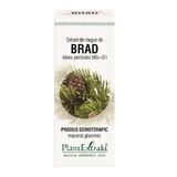 Extrait de bourgeons de Brad, 50 ml, Plant Extrakt