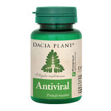 Antiviral, 60 comprimés, Dacia Plant