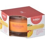 Bolsius Aromatic 2.0 Mango-Duftkerze Flasche 1×1 Stück, Größe 80 x 50 mm