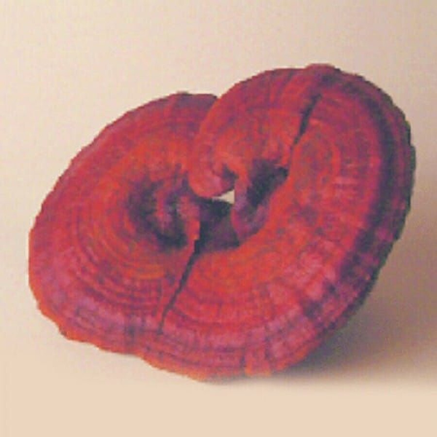 MRL Reishi Ganoderma lucidum 90 comprimés