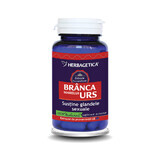 Branca Marelui Urs, 60 capsule, Herbagetica