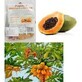 Papaya Bio-St&#252;cke, 150 g, Managis