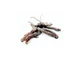 Ratania Root Taglo Tisane 100