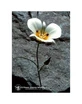 Mariposa Lily Ess 7.4ml Veau
