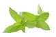 Menta piperita en hojas enteras calidad extra