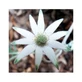 Natur Flannel Flower Essence 15ml