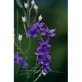 Natur Authenticity Essenza 15ml