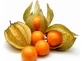 Dried alchechengi fruits for infusion or direct use
