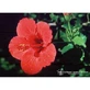 Hibiskus Ess 7.4ml Kalb