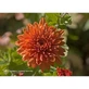Natur Chrysanthemum (Chrysanthemum Morifolium) Essences Californiennes 7.4ml