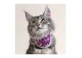 BT NECK CAT URBAN
