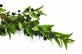 Bayas de mirto enteras 100 g para infusión