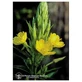 Evening Primrose 7,4ml Vițel