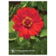 Zinnia Californian Essences 7.4ml