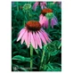Echinacea Ess 7,4ml Vițel