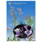 YERBA SANTA ESS 7.4ML CALF