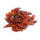 Ardei Cajenna Fructe contondente (capsicum) 10