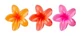 Brushworks 3 tropische bloem-krabclips